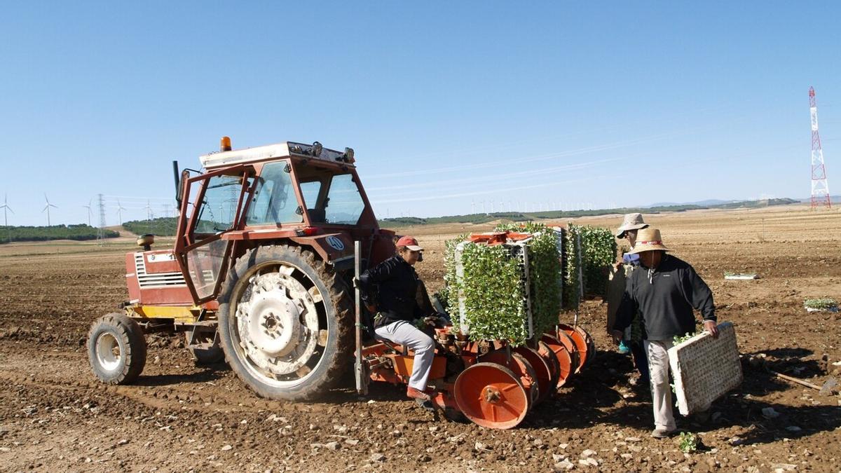 Trabajadores del campo plantando brócoli. Trabajadores del campo plantando brócoli.