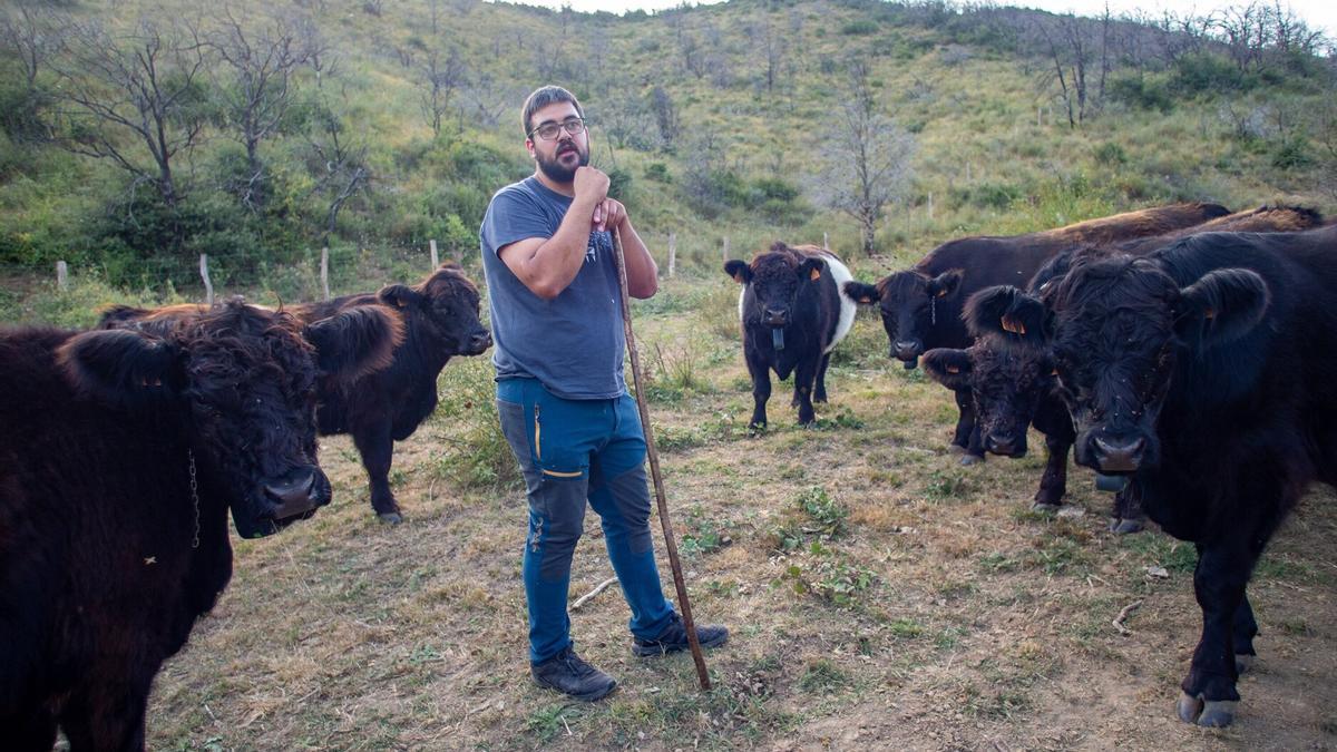 Sergio Cobo, ganadero, junto al ganado extensivo, que constituye una eficaz forma de controlar la vegetación para evitar que arda.