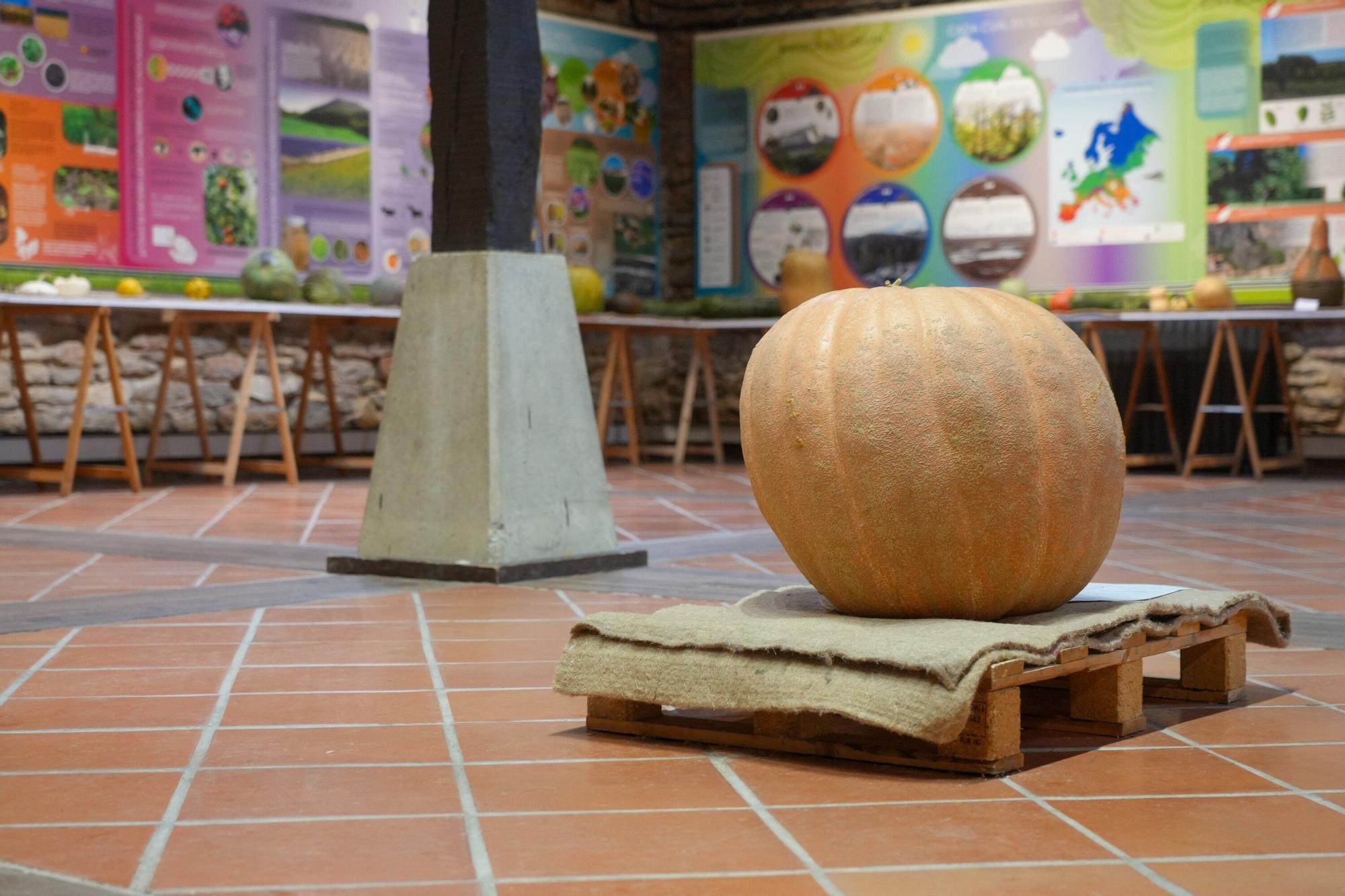 En imágenes: Exposición de calabazas en la Casa de la Dehesa