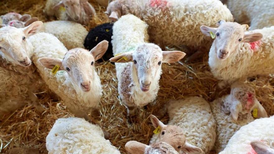 Pastorea y aprende todo sobre ovejas en estos cuatro enclaves de Euskal Herria