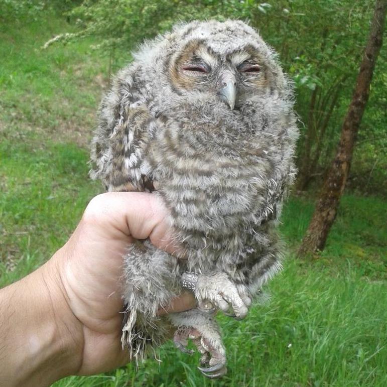 Pollo de cárabo común.