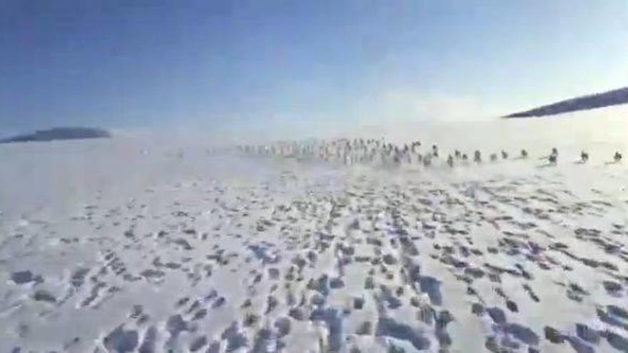 Estampida de 50 conejos blancos sobre hielo ruso