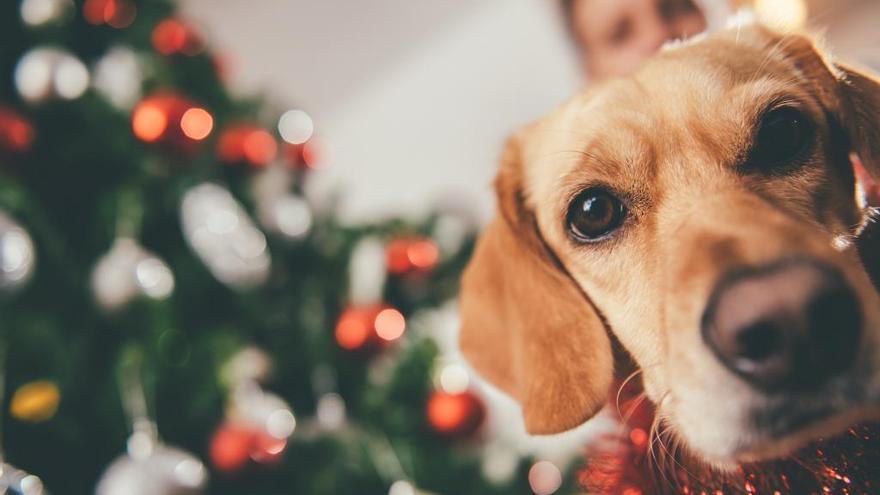 Qué hacer con tu mascota estas Navidades