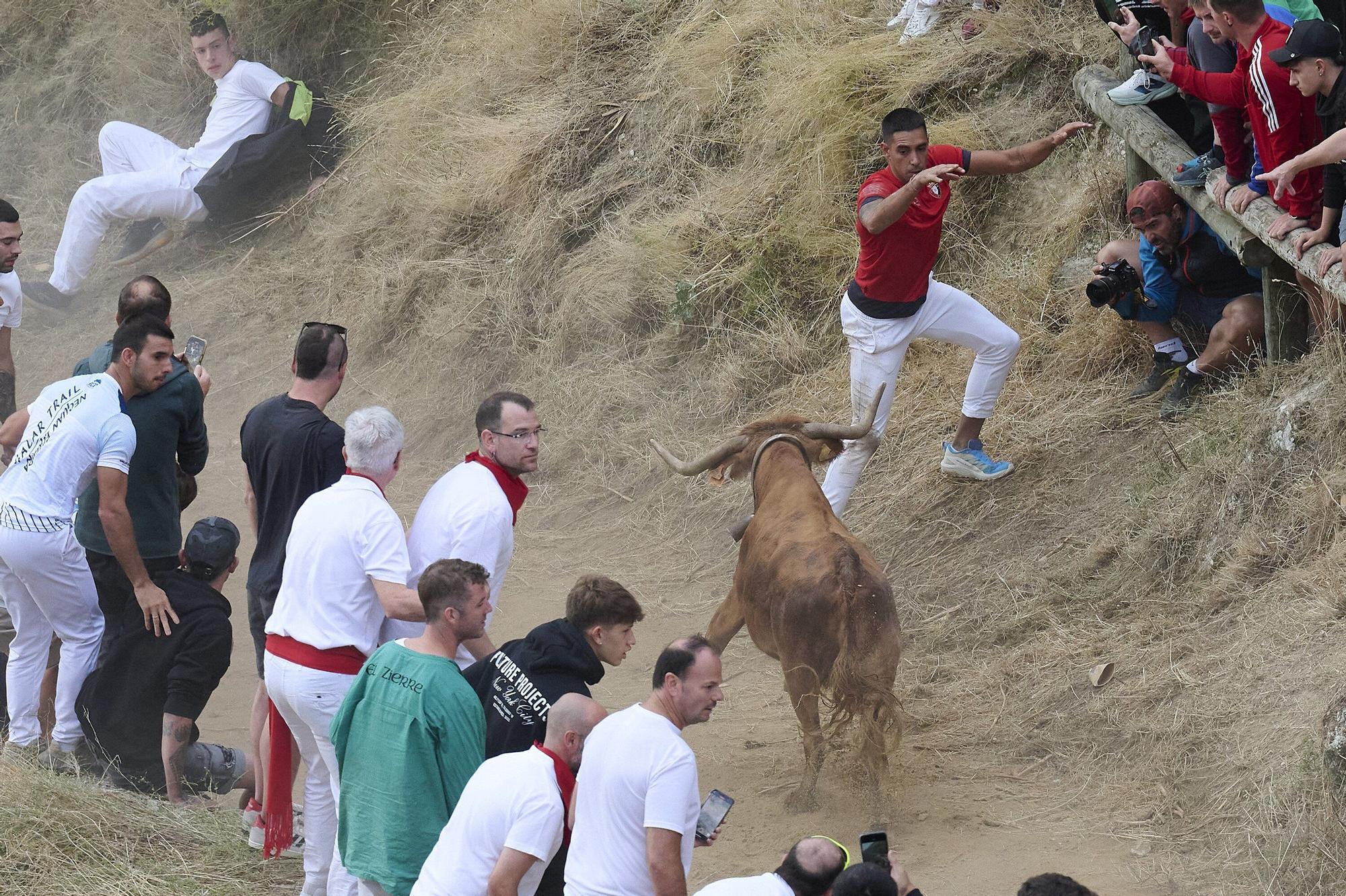Fotos del sexto encierro del Pilón de Falces 2025, con vacas de Hípica Zahorí