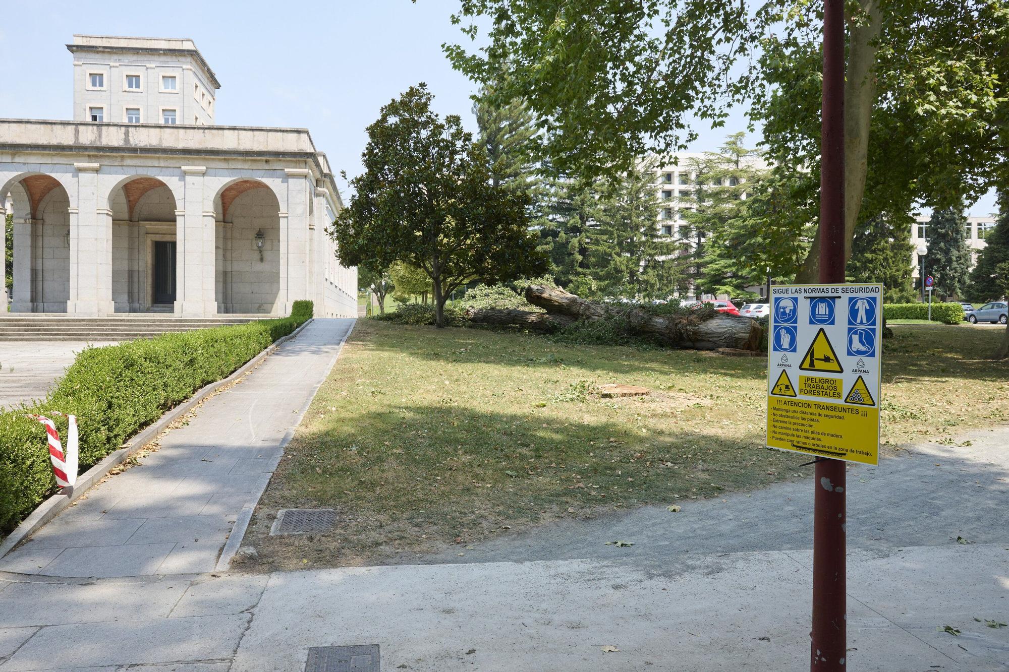 Tala de árboles en la Universidad de Navarra