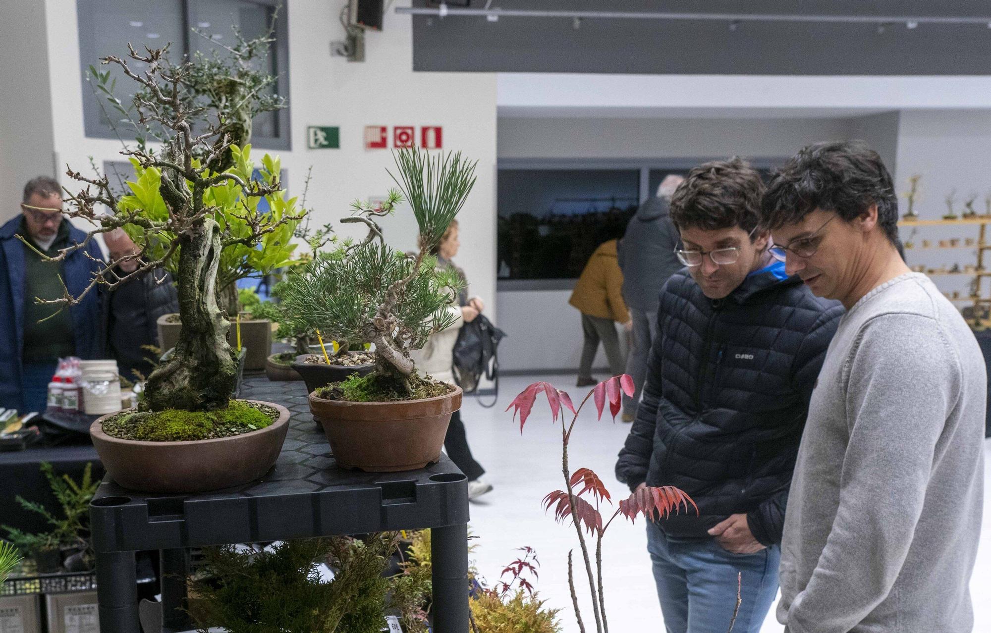 En imágenes: El arte del bonsái llega a Vitoria-Gasteiz