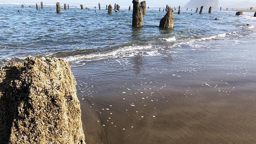 Un &quot;bosque fantasma&quot; se alza en la playa Neskowin ante amenazas de tsunami.