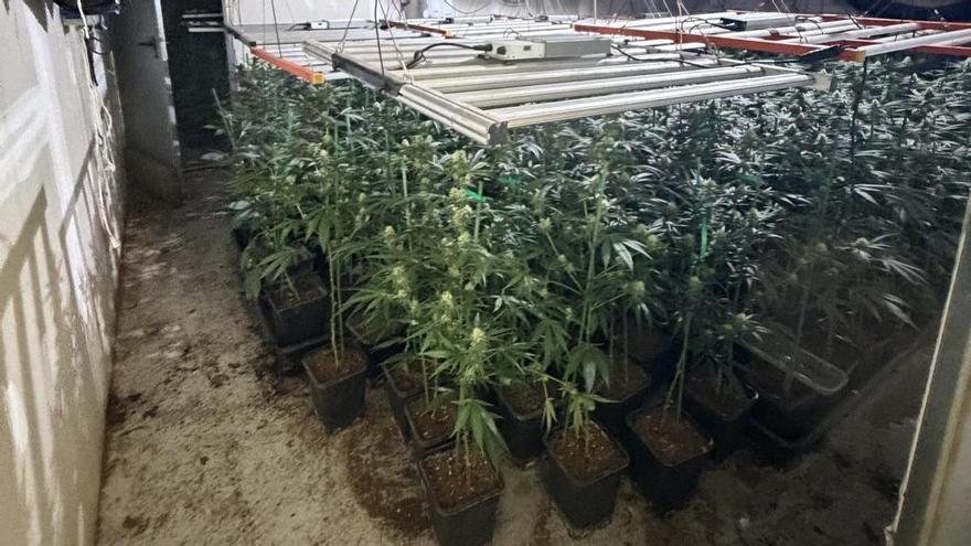 Desmantelan una nave con 650 plantas de marihuana en Loiu
