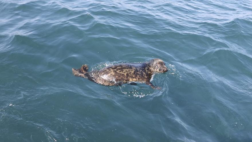 'Argi', la foca que recuperó las fuerzas en Gorliz ya nada libre