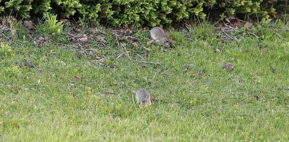 Ratas en la rotonda de los Inteligentes