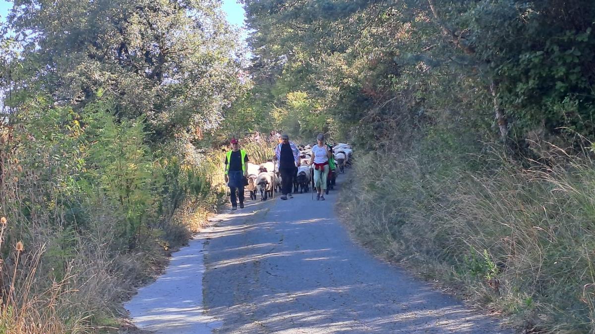 Las ovejas, bajando hacia Villava-Atarrabia.