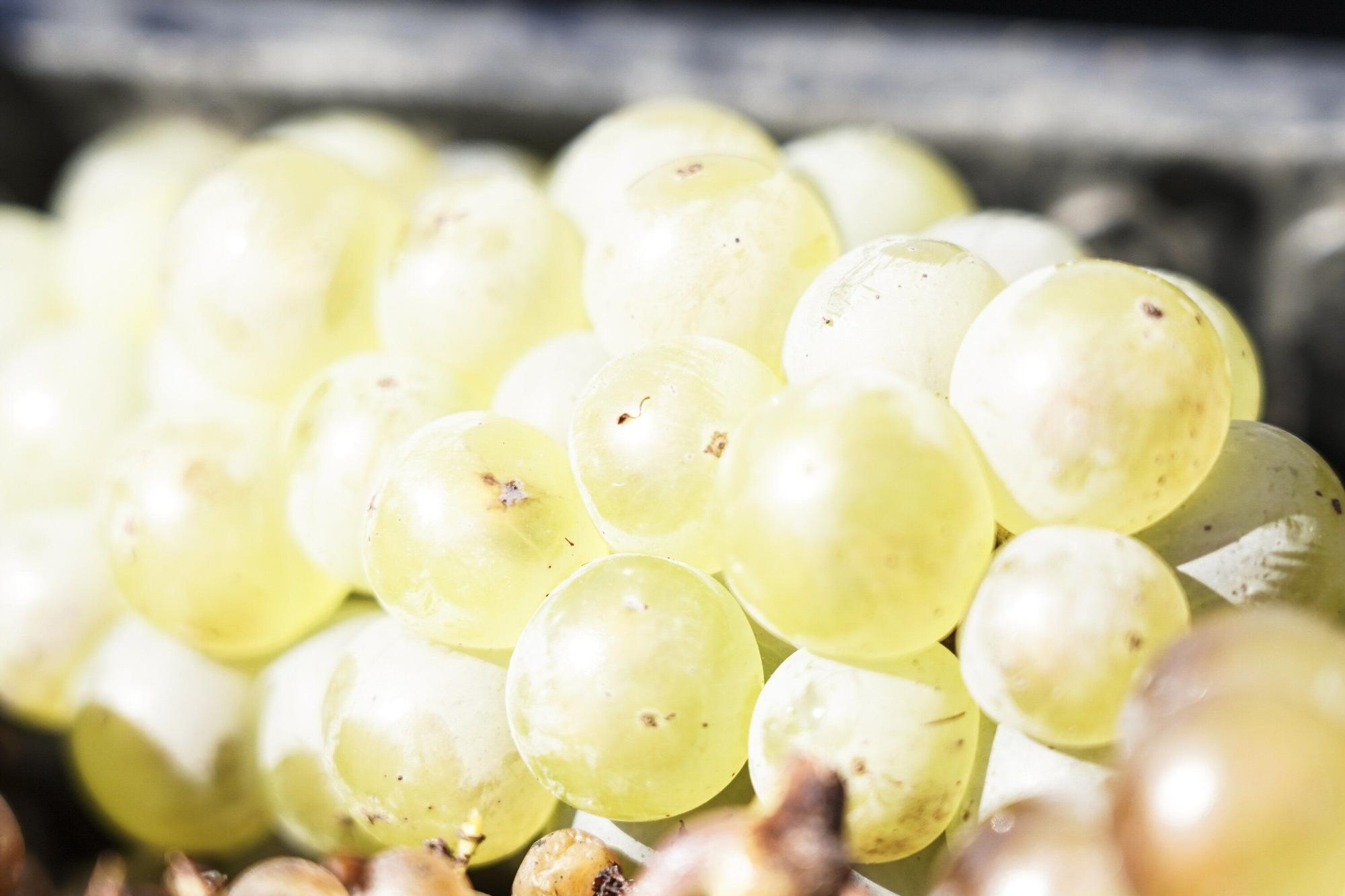 Las bodegas de Bizkaia afrontan una vendimia abierta a la esperanza