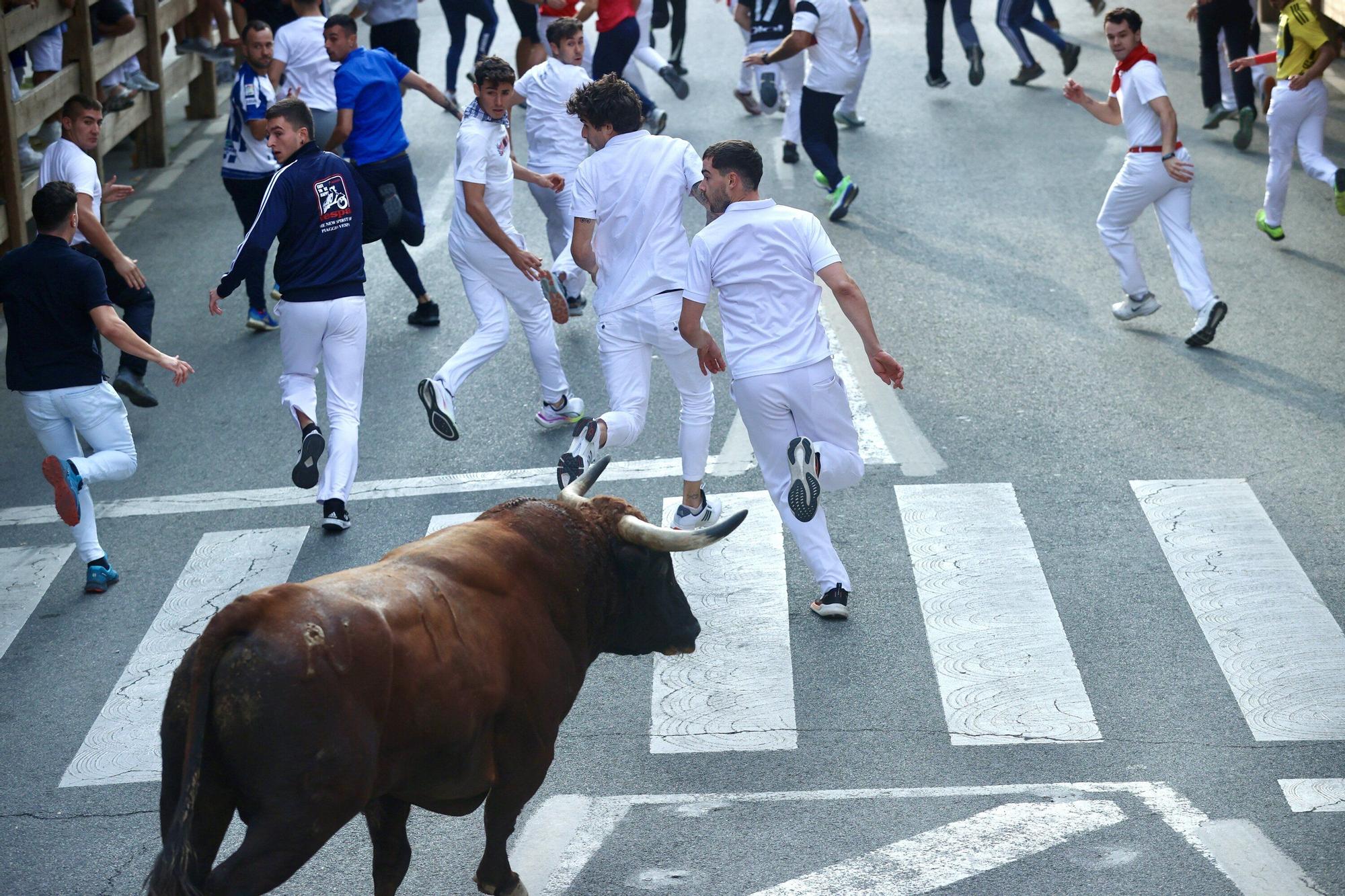 Fotos del quinto encierro de las fiestas de Tafalla 2025
