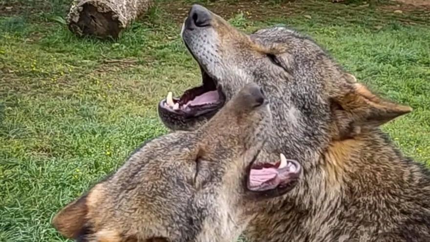Raksha, la loba navarra que se han llevado a Jerez de la Frontera y que puede ser clave para conservar la especie