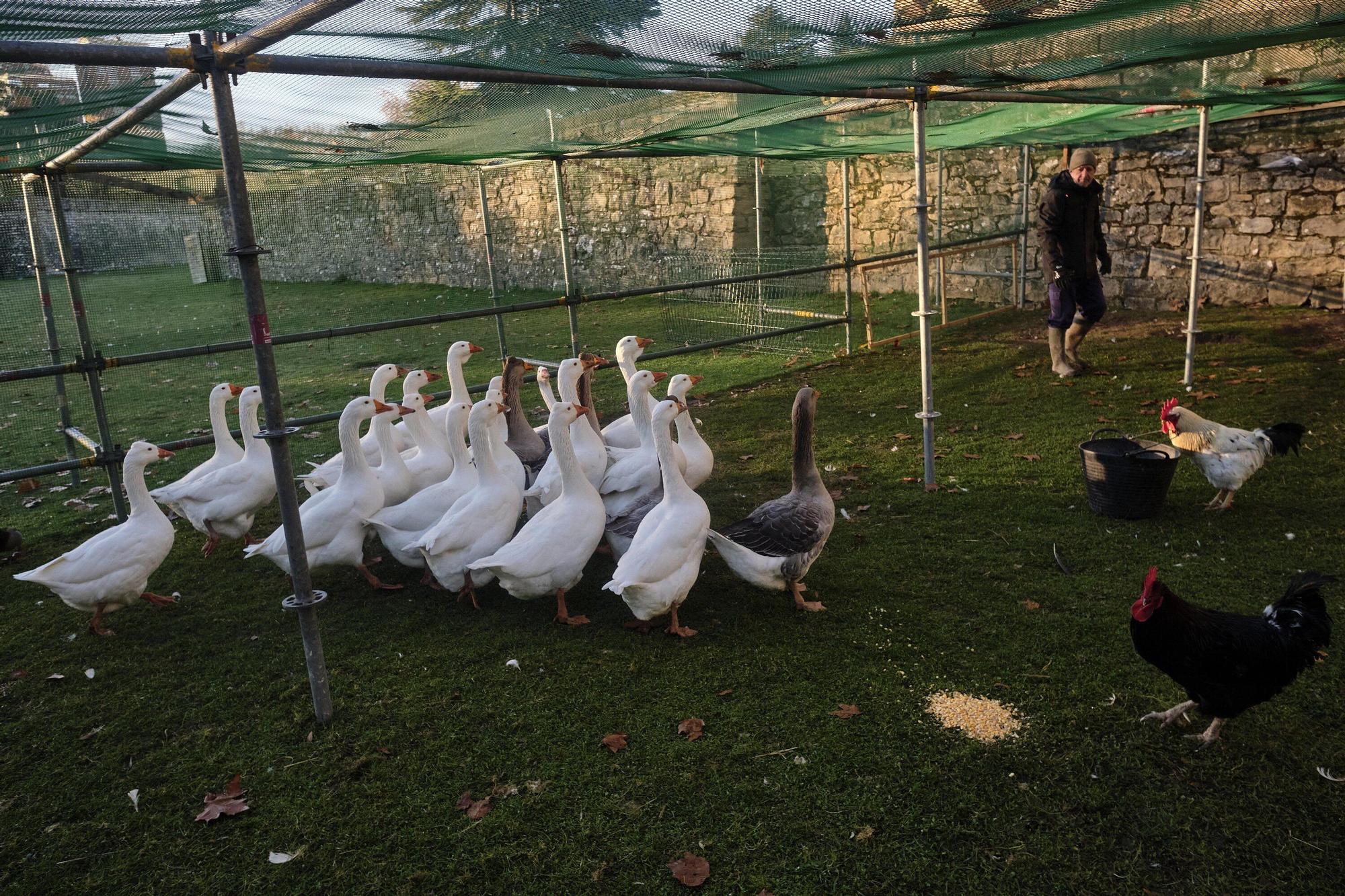 Las medidas contra la gripe aviar en la Taconera de Pamplona