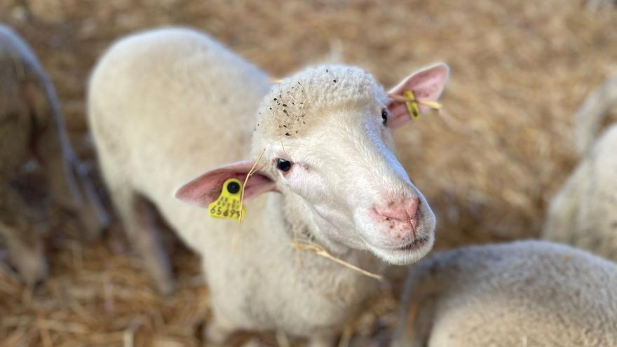 Investigan a un ganadero por maltrato animal tras localizar 30 ovejas muertas en su granja de Cádiz