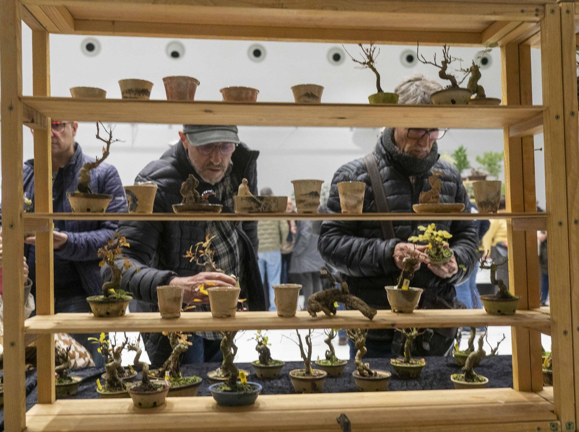 En imágenes: El arte del bonsái llega a Vitoria-Gasteiz