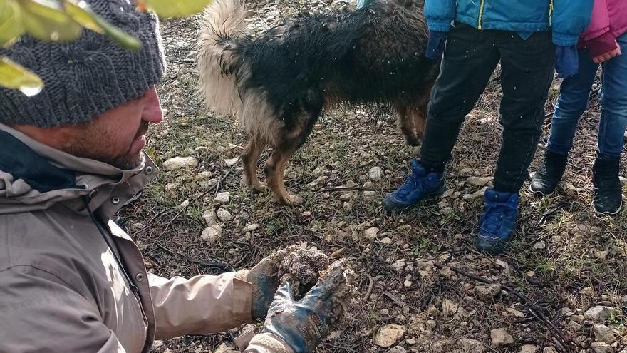 Descubre “el diamante negro” en primera persona con esta ‘Trufaexperiencia’