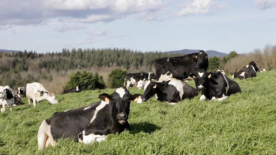 13 explotaciones afectadas y dos bovinos muertos en Álava por la enfermedad hemorrágica