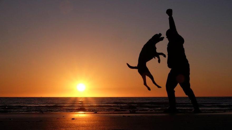 La misteriosa enfermedad que afecta a los perros que pasean por una playa de Inglaterra