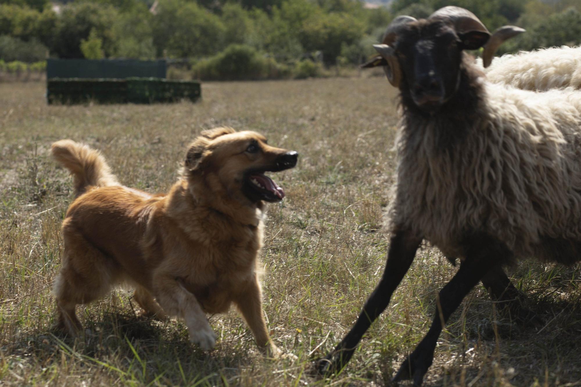 En imágenes: LXI edición del Campeonato de Araba de Perro de Pastor
