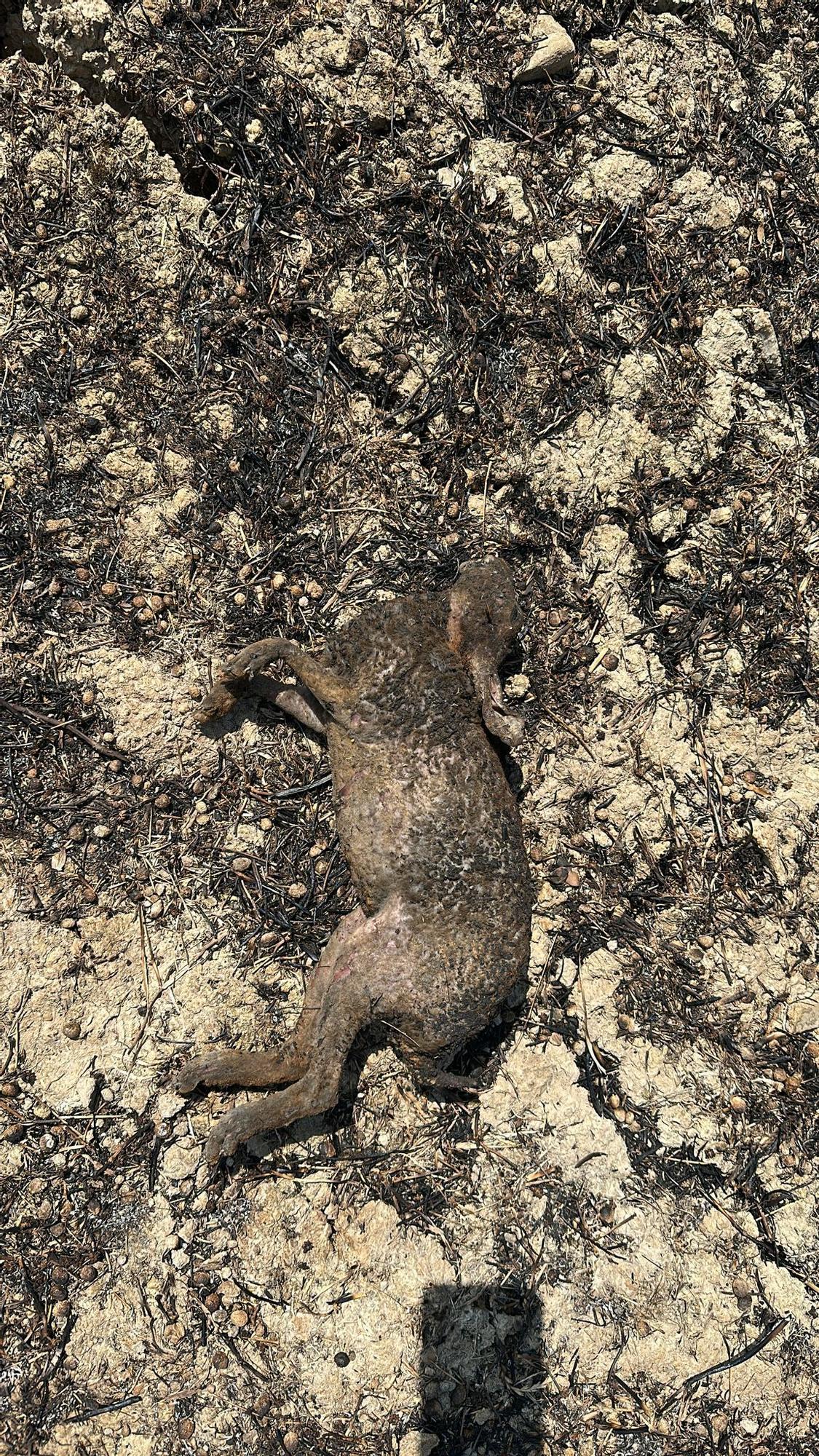 Un animal quemado en el incendio.