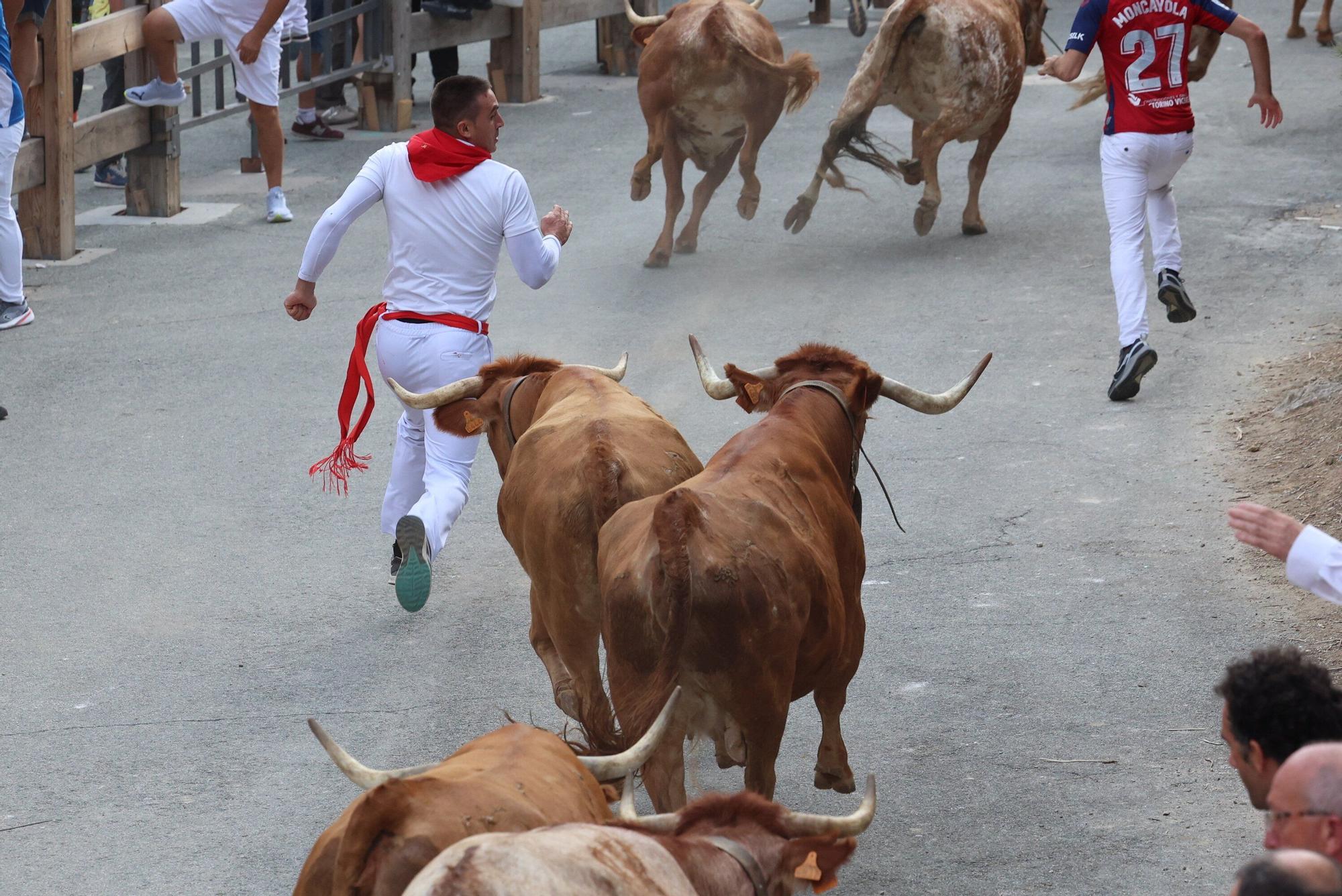 Fotos del quinto encierro del Pilón de Falces 2025 con vacas de Eulogio Mateo