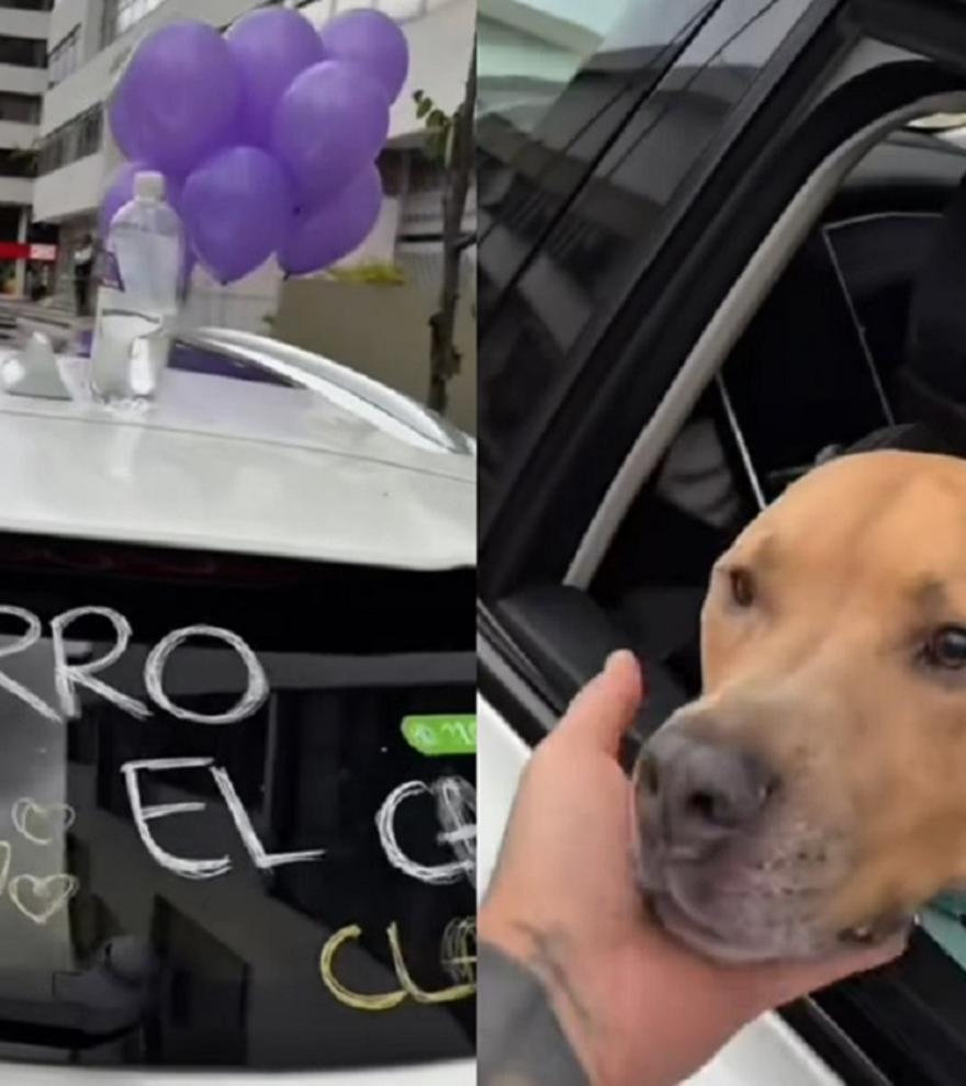 La emoción viral de toda una ciudad al ver que un perro ha superado el cáncer