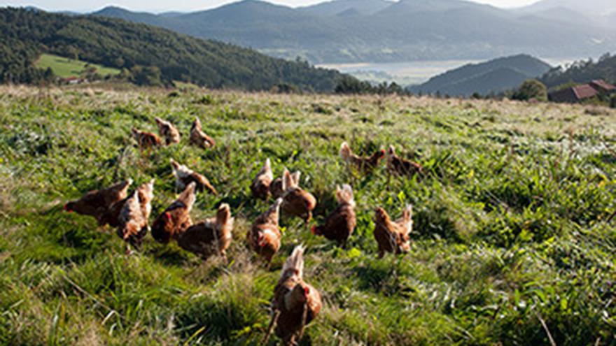 Bizkaia estudia si el confinamiento de aves por la gripe aviar es obligatorio en el territorio