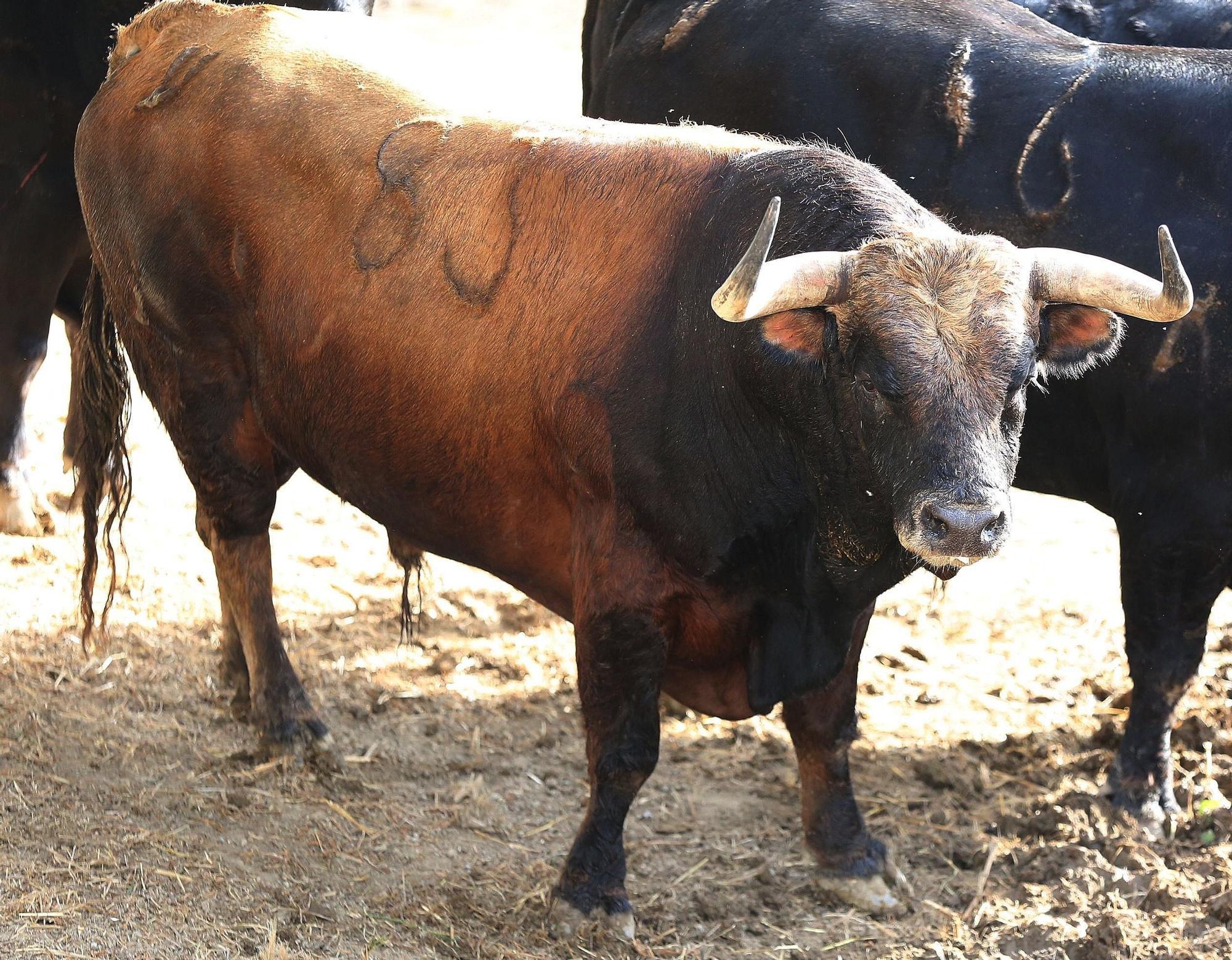 Toros de La Palmosilla de Tarifa para el Encierro del día 7