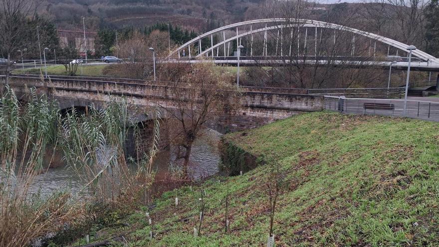 Sagarrak reforestará un tramo del cauce del Nervión a su paso por Basauri