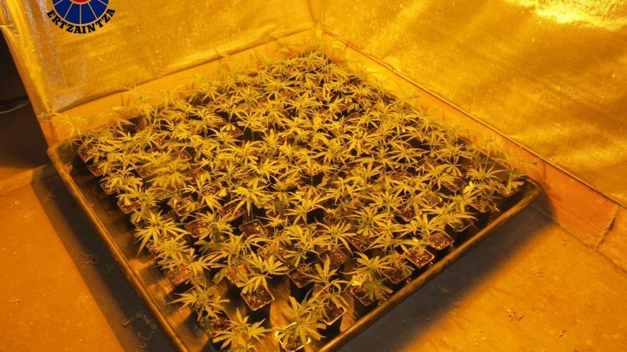 Desmantelada una plantación indoor de &#039;maría&#039; en Karrantza