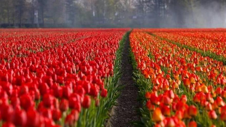 Holanda protege a sus tulipanes de los selfis de los turistas
