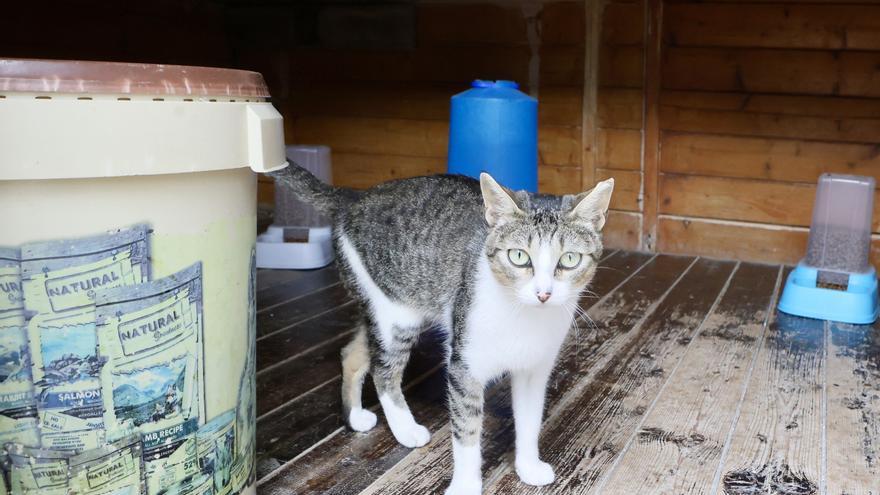 ¿Cree que Vitoria necesita contar con un cementerio para mascotas?
