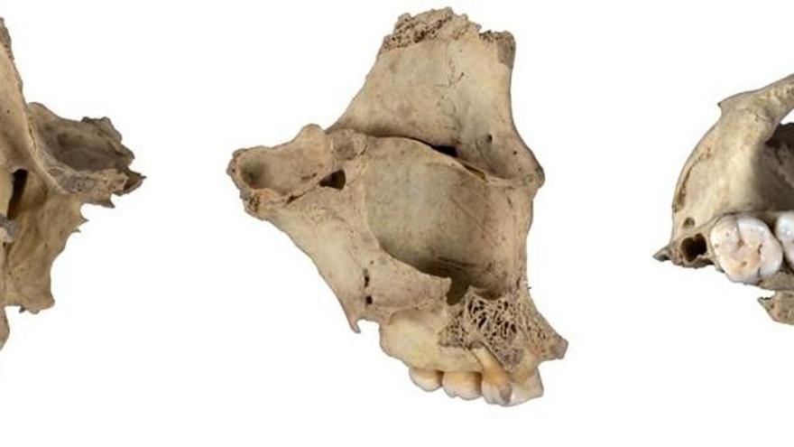 Maxilar humano canibalizado de la cueva de El Mirador.