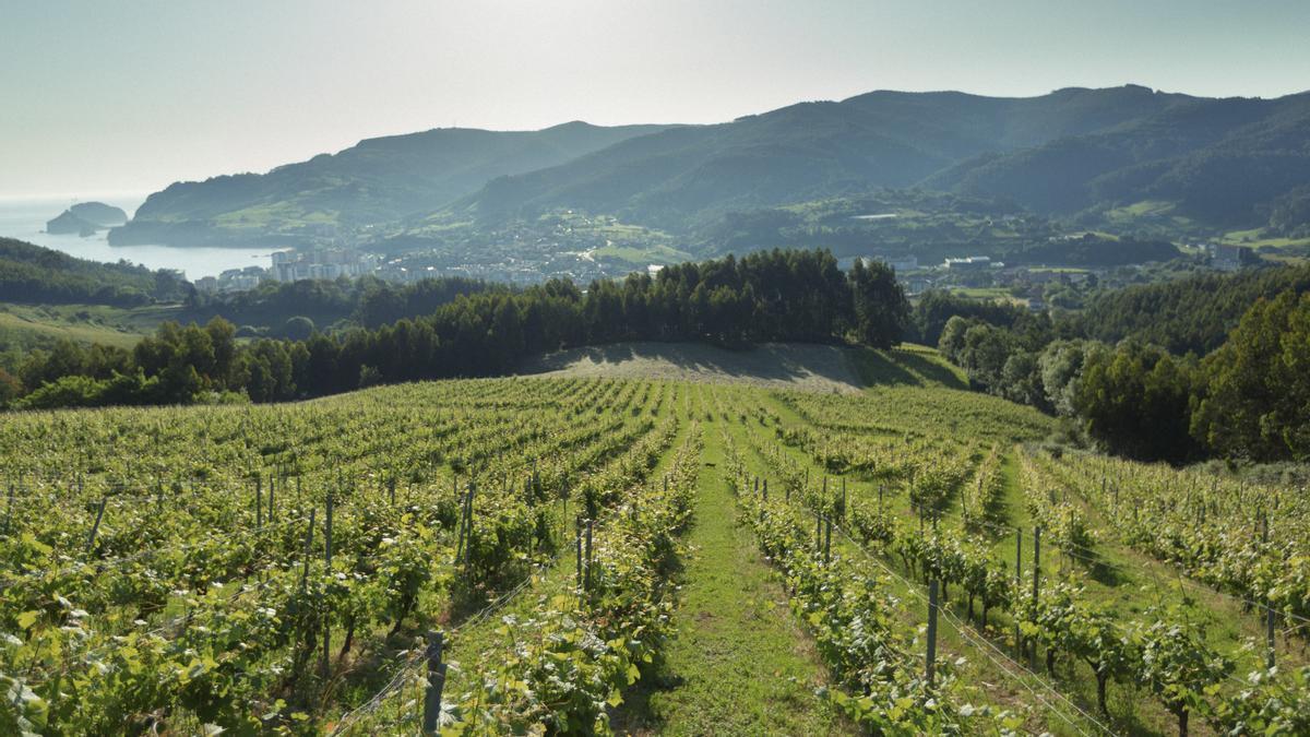 La atracción natural del valle les impulsó a recuperar los viñedos abandonados