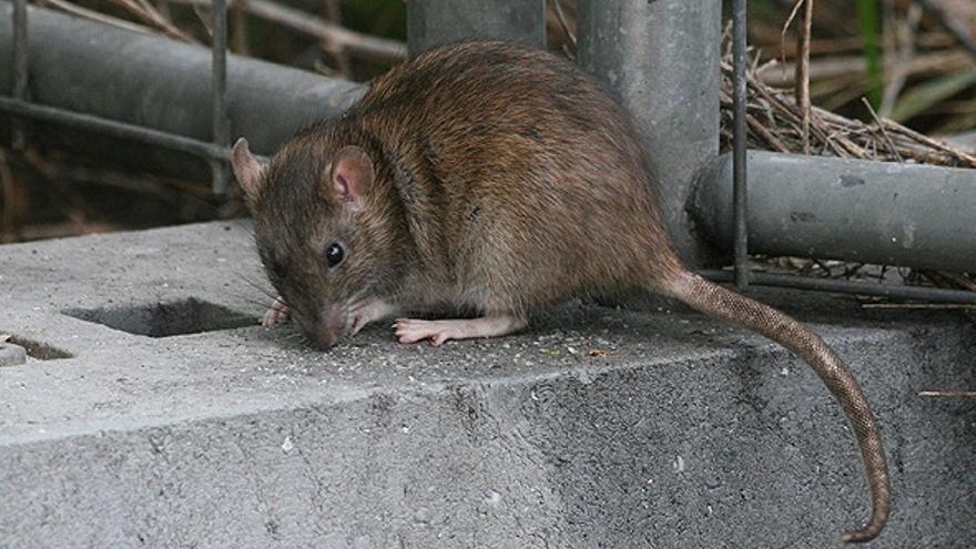 ¿Qué es el hantavirus que ha causado ya tres muertes en un crucero rumbo a Canarias?