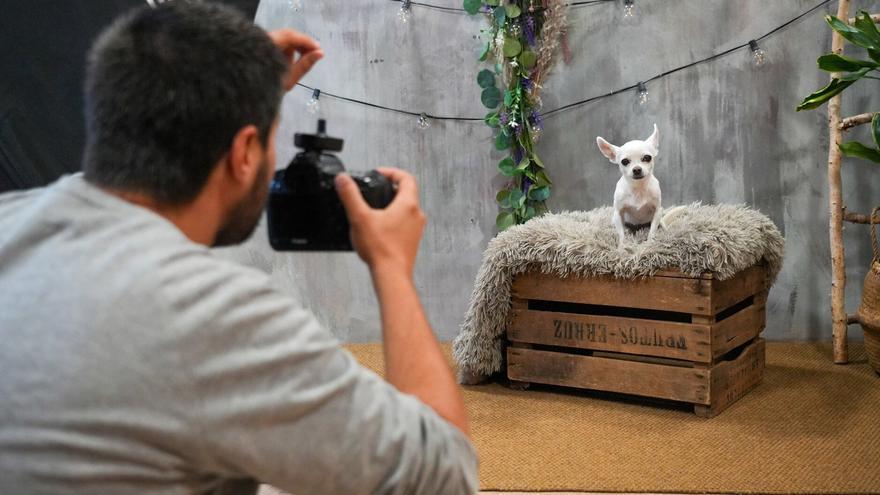 Las mascotas, objetivo de las cámaras