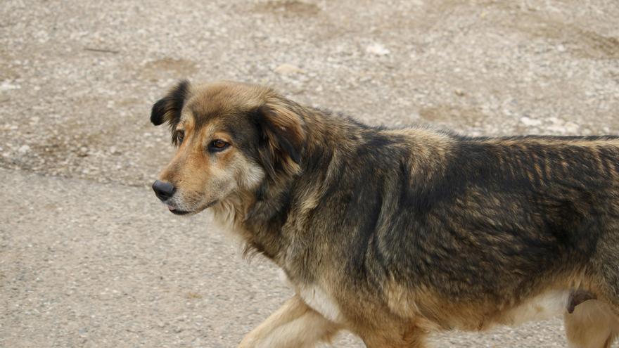 Aprobadas ayudas para construcciones o mejoras de centros de acogida de animales de compañía