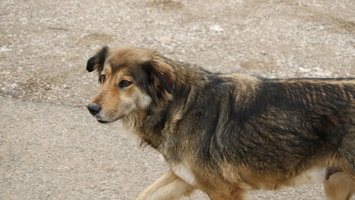 Fotografía de un perro.