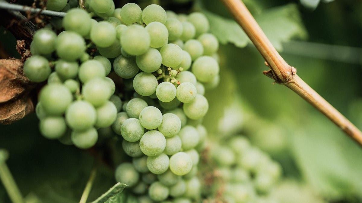 Racimo de uvas de txakoli en una finca de Arabako Txakolina