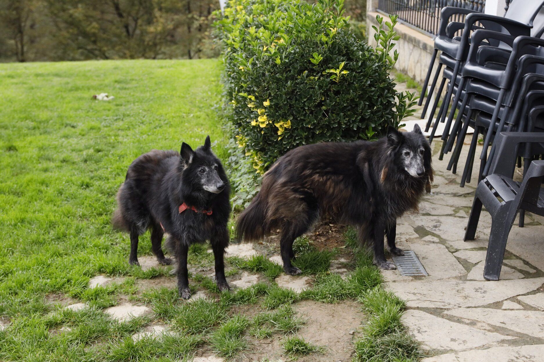 Zintzoa, un espacio de educación canina y hotel para perros