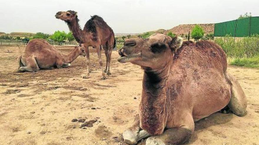 Dromedarios
