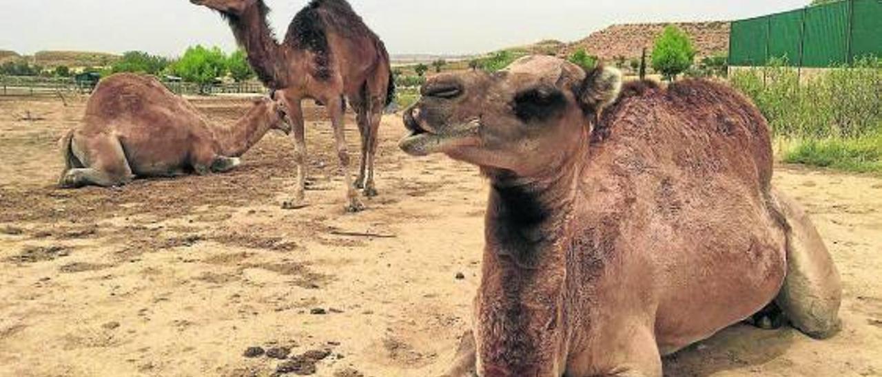 Dromedarios