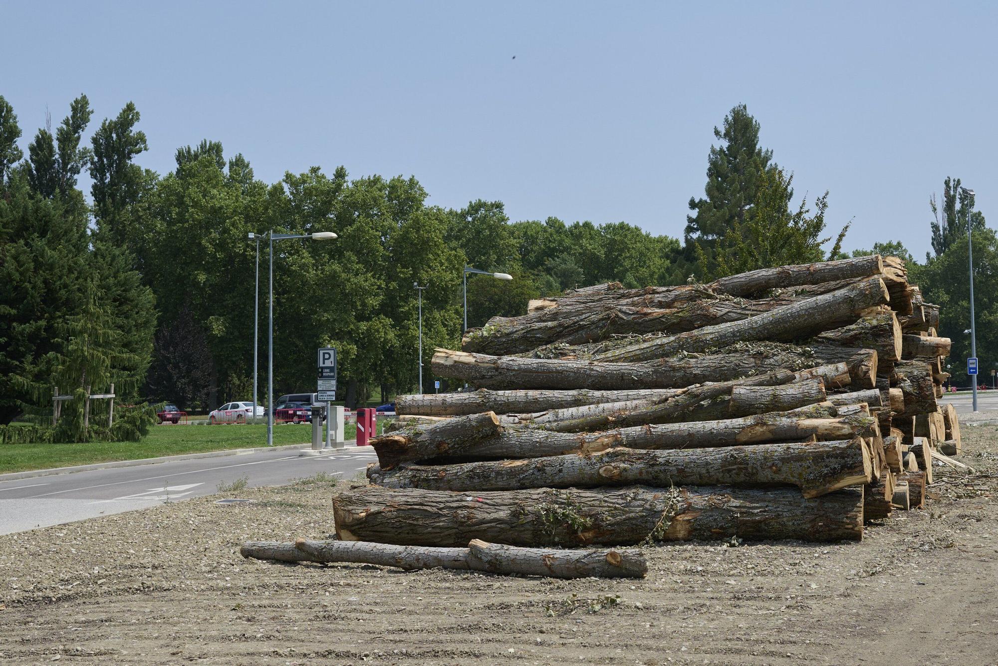 Tala de árboles en la Universidad de Navarra