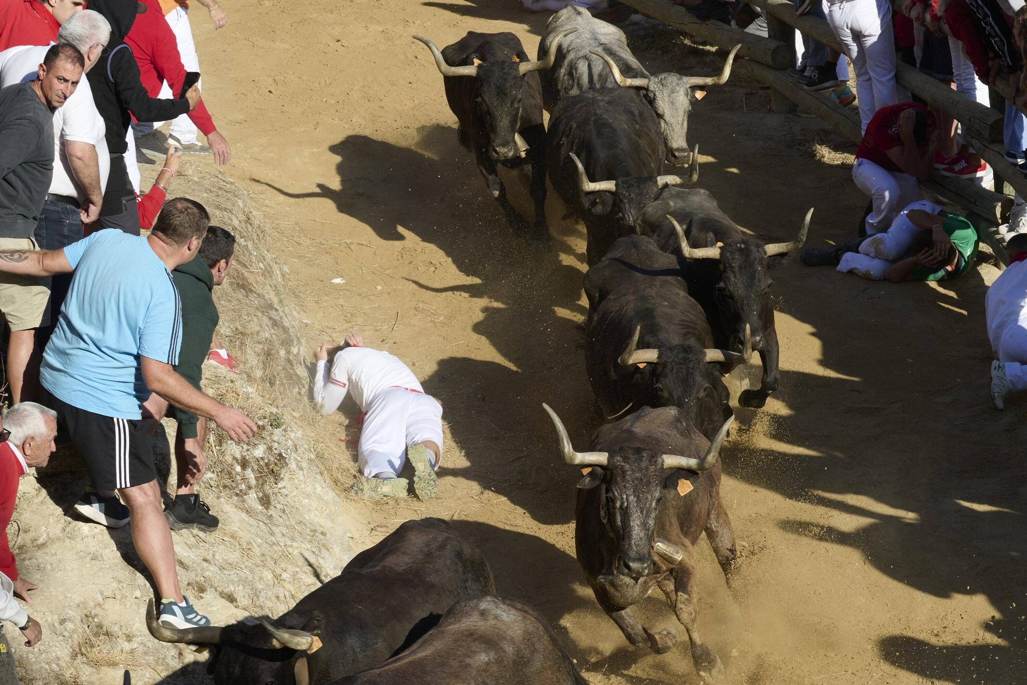 Fotos del penúltimo encierro del Pilón de Falces 2025