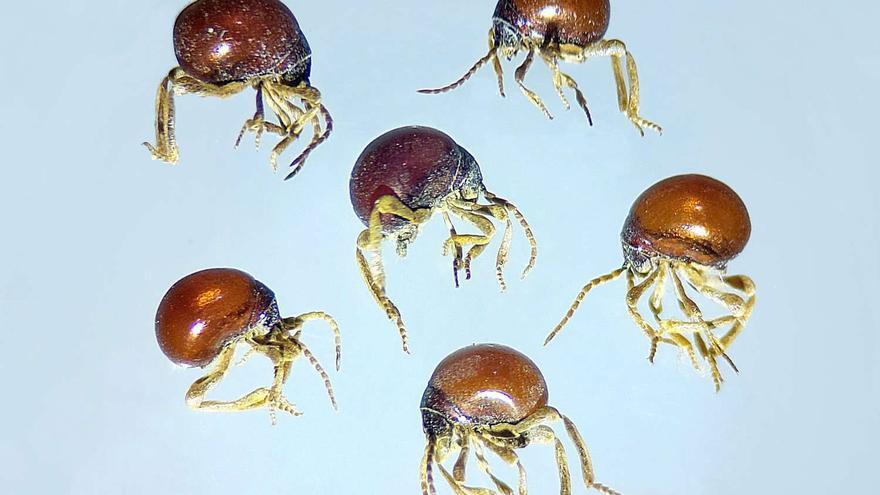 Guía práctica para la prevención y control en el hogar del escarabajo araña
