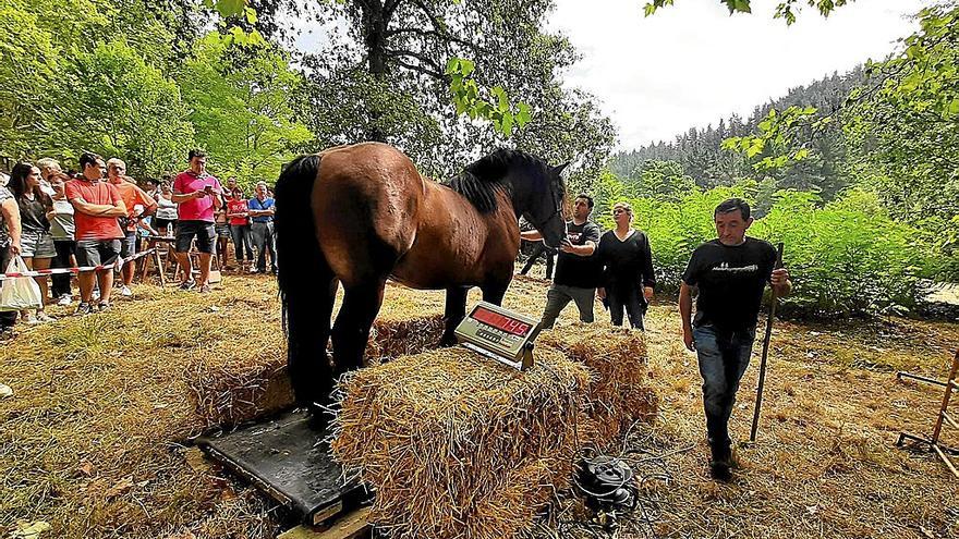 El pesaje del semental Indomable causó mucha expectación en San Roke.