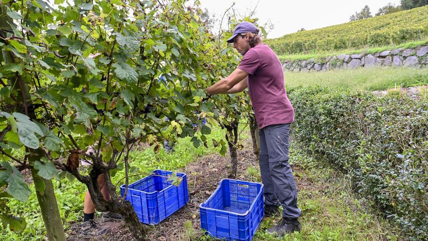 La producción de txakoli ascenderá a unos 3,5 millones de kilos de uva en Gipuzkoa