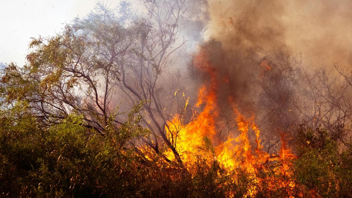 Árboles en llamas en un incendio forestal.